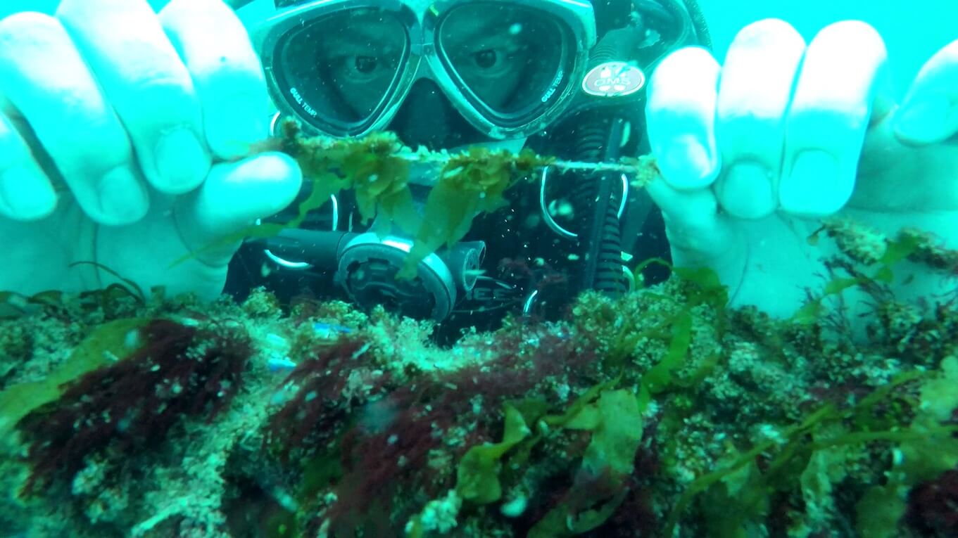 Reviving Tasmanias Undersea Giant Kelp Forest Sacred Groves